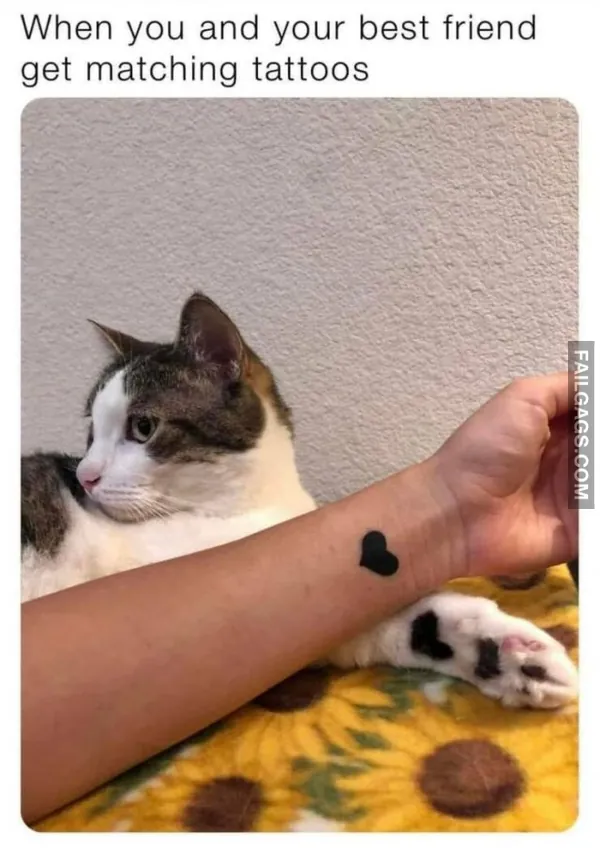 Funny Cat Memes 12