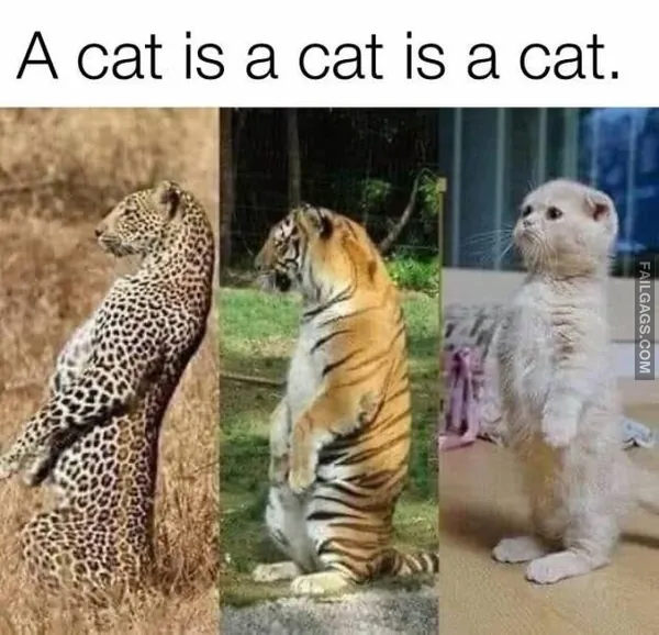 Funny Cat Memes 2