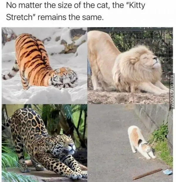 Funny Cat Memes 3