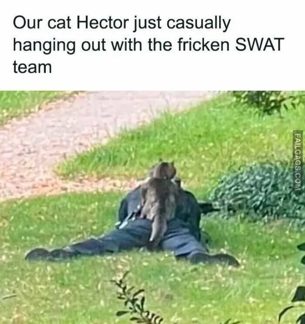 Funny Cat Memes 5