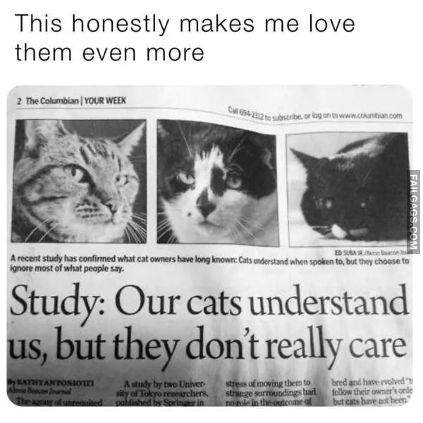 Funny Cat Memes 6