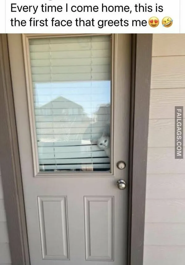 Funny Cat Memes 7