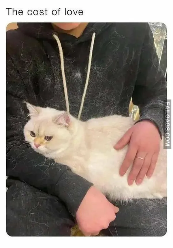 Funny Cat Memes 8