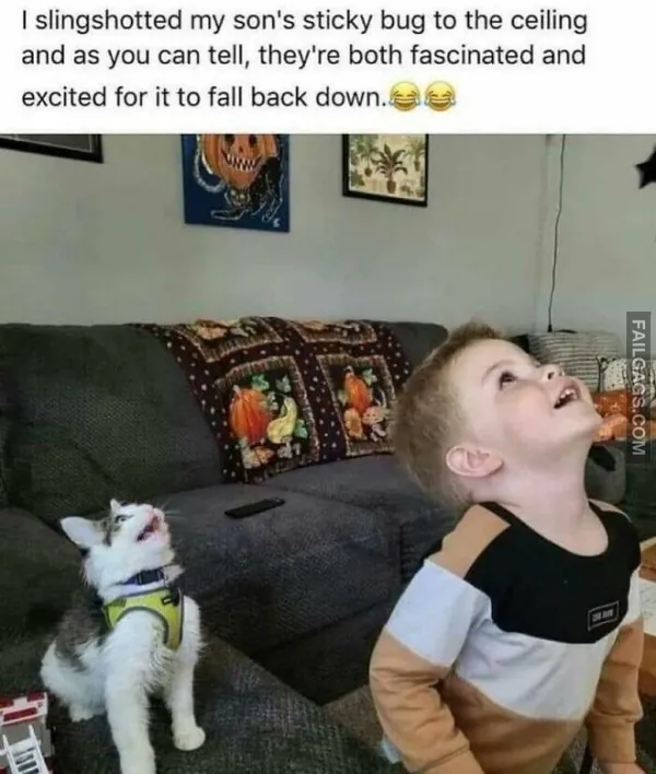 Funny Cat Memes 9