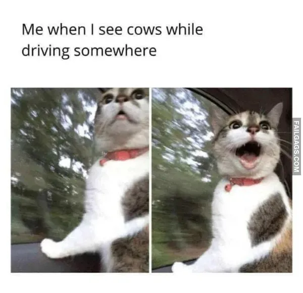 Funny Memes (6)