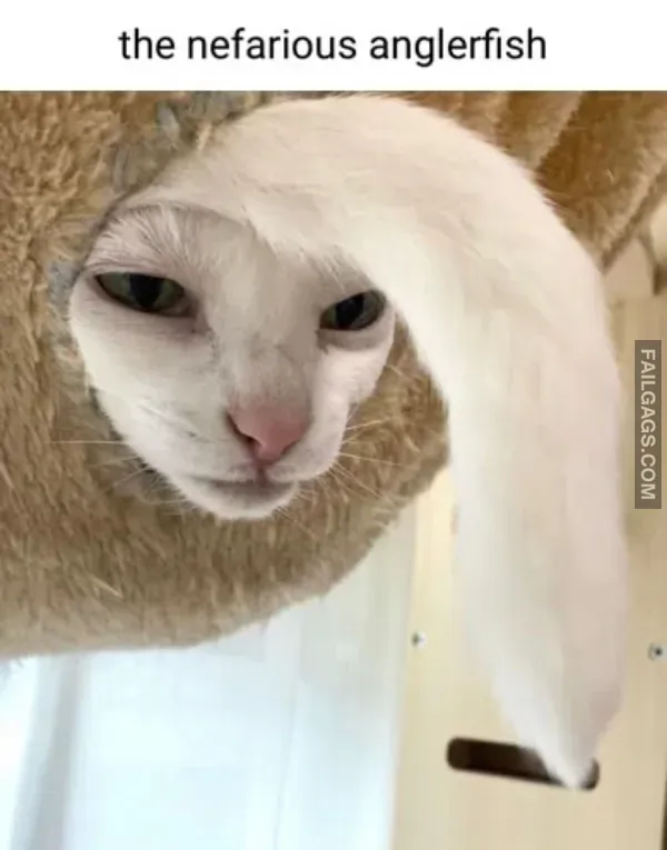 Dank Memes (10)