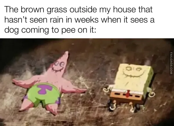 Dank Memes (6)
