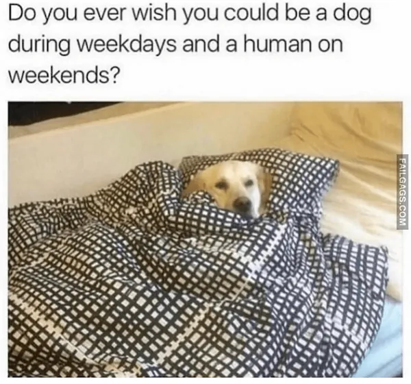 Dog Memes (5)