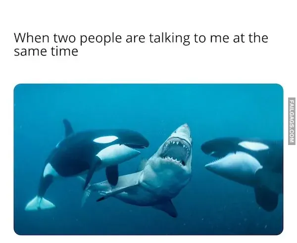 Introverted Memes (8)