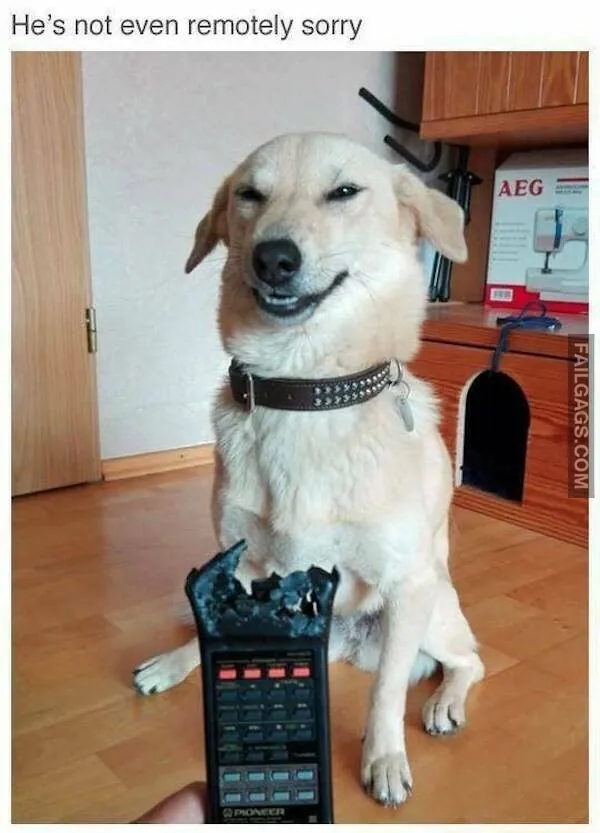 10 Funny Animal Memes You Can't Help but Laugh at (10)