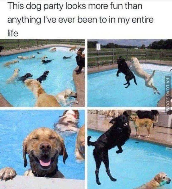 10 Funny Animal Memes You Can't Help but Laugh at (3)