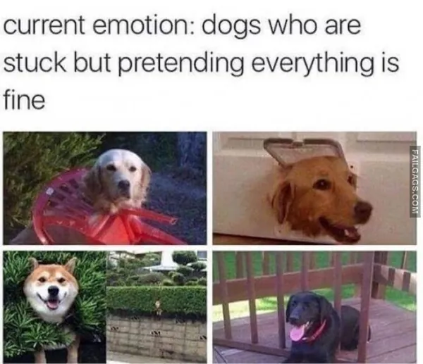 10 Funny Animal Memes You Can't Help but Laugh at (5)