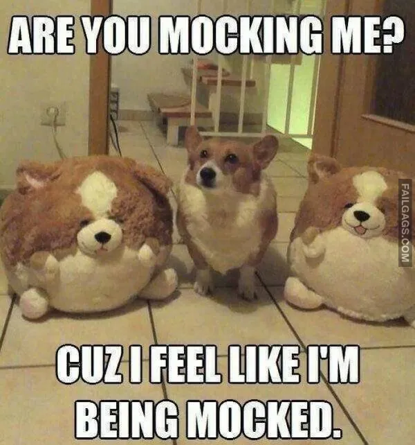 10 Funny Animal Memes You Can't Help but Laugh at (6)