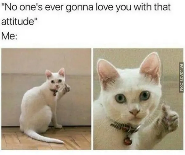 10 Funny Animal Memes You Can't Help but Laugh at (7)