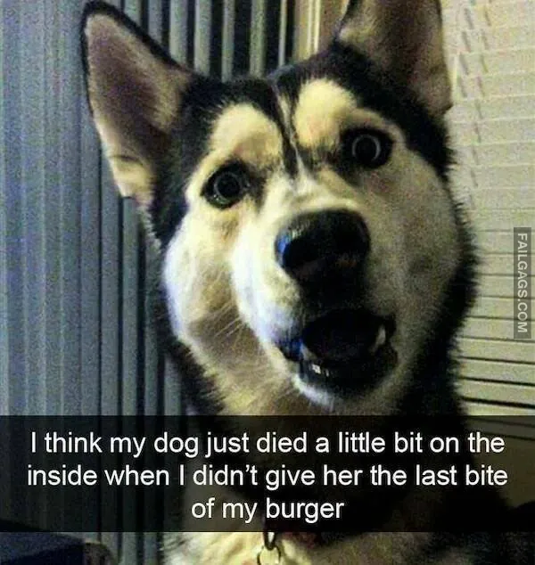 10 Funny Animal Memes You Can't Help but Laugh at (9)
