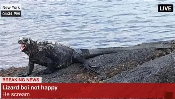 15 Animal memes To Keep You Smiling Today (10)