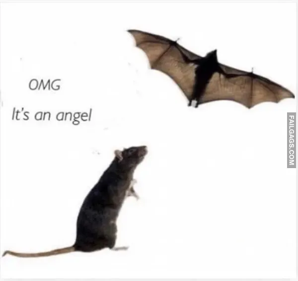 15 Animal memes To Keep You Smiling Today (13)