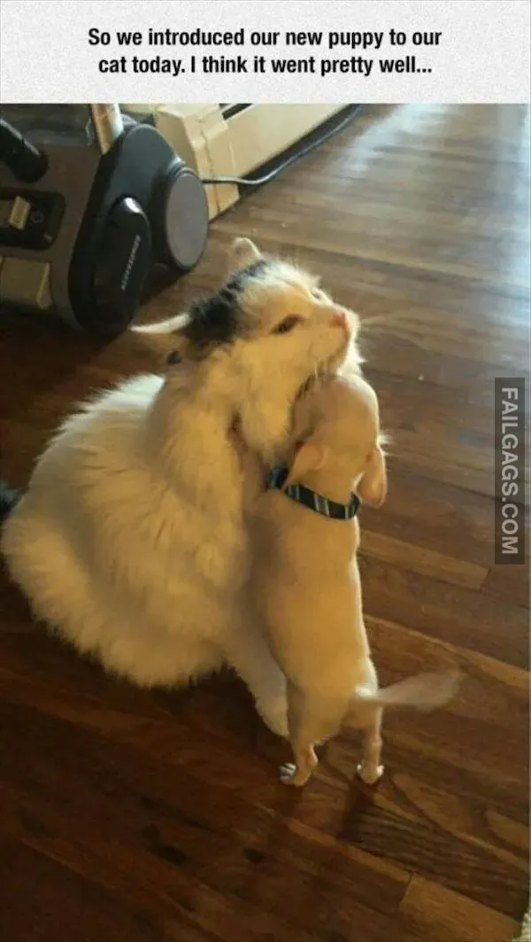 15 Animal memes To Keep You Smiling Today (14)