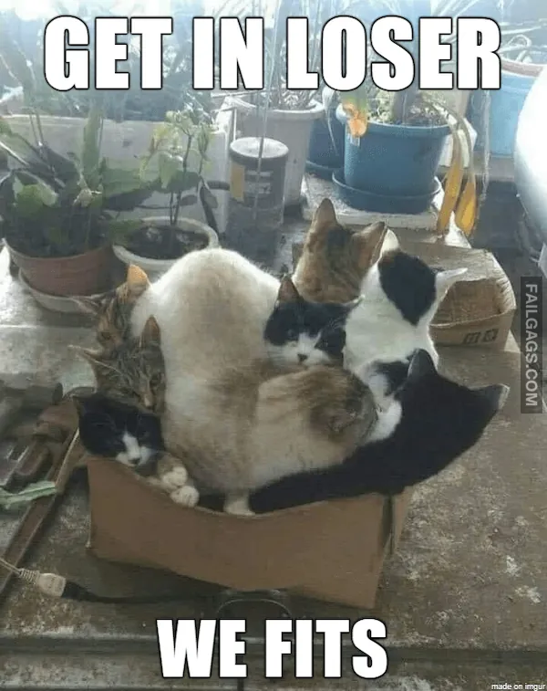 15 Animal memes To Keep You Smiling Today (5)