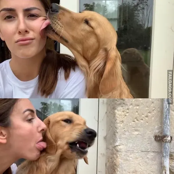 15 Animal memes To Keep You Smiling Today (6)