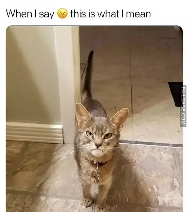 15 Animal memes To Keep You Smiling Today (7)