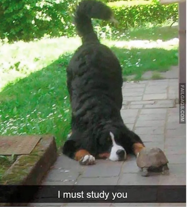 15 Animal memes To Keep You Smiling Today (8)