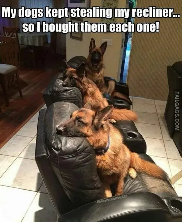 15 Animal memes To Keep You Smiling Today (9)