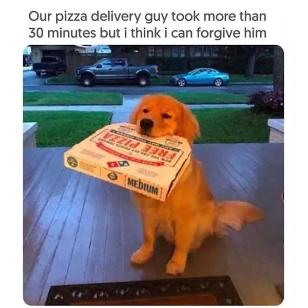 Hilarious Dog Memes (1)