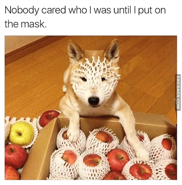 Hilarious Dog Memes (10)