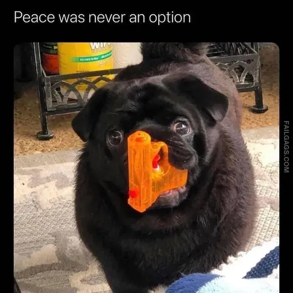 Hilarious Dog Memes (11)