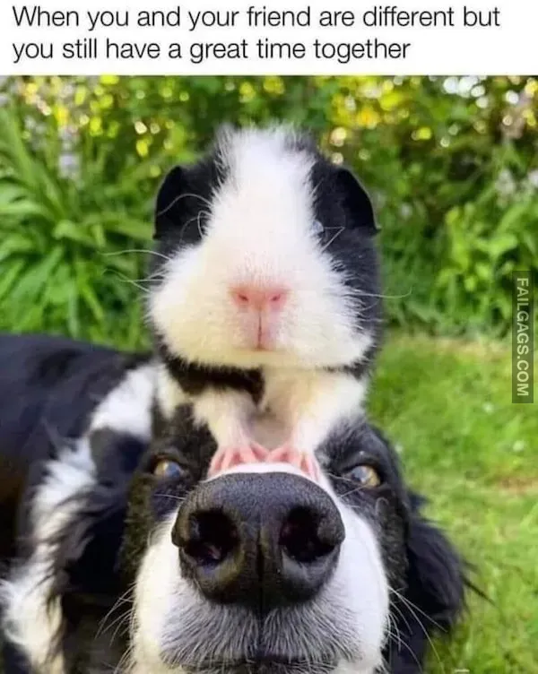 Hilarious Dog Memes (2)