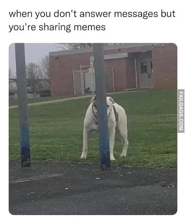 Hilarious Dog Memes (5)