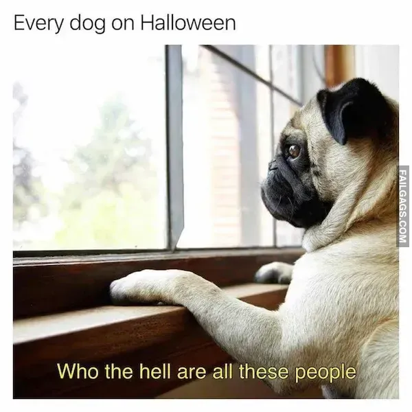 Hilarious Dog Memes (6)