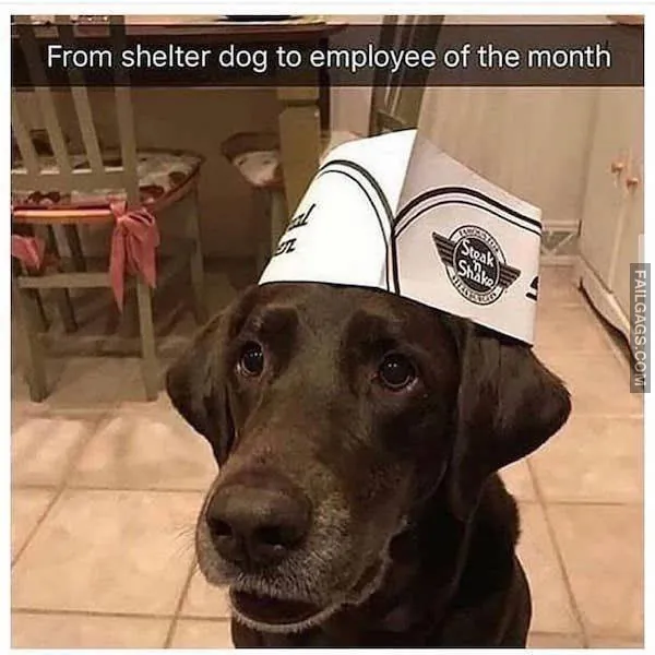 10 Funny Animal Memes You Can't Help but Laugh at (10)