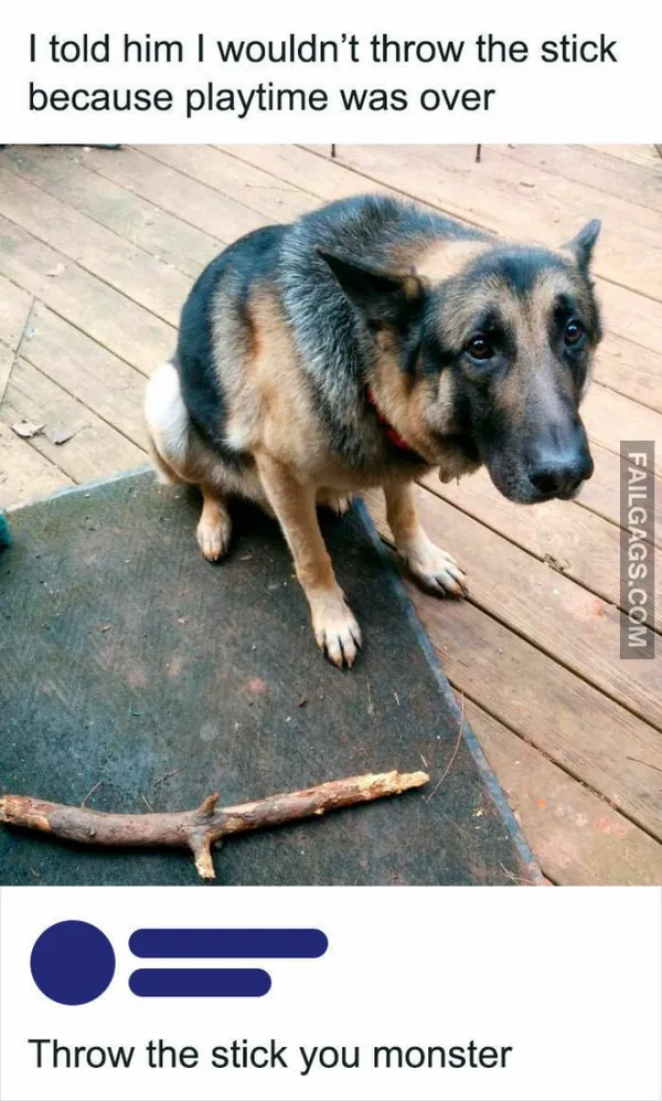 10 Funny Animal Memes You Can't Help but Laugh at (2)