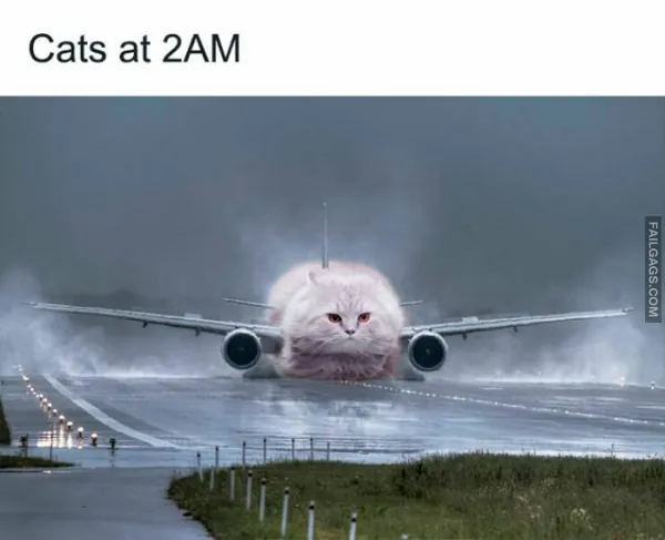 10 Funny Animal Memes You Can't Help but Laugh at (3)