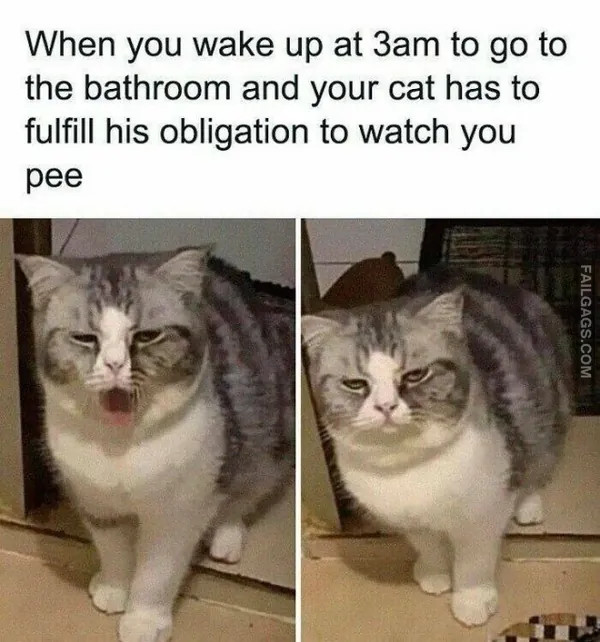 10 Funny Animal Memes You Can't Help but Laugh at (4)