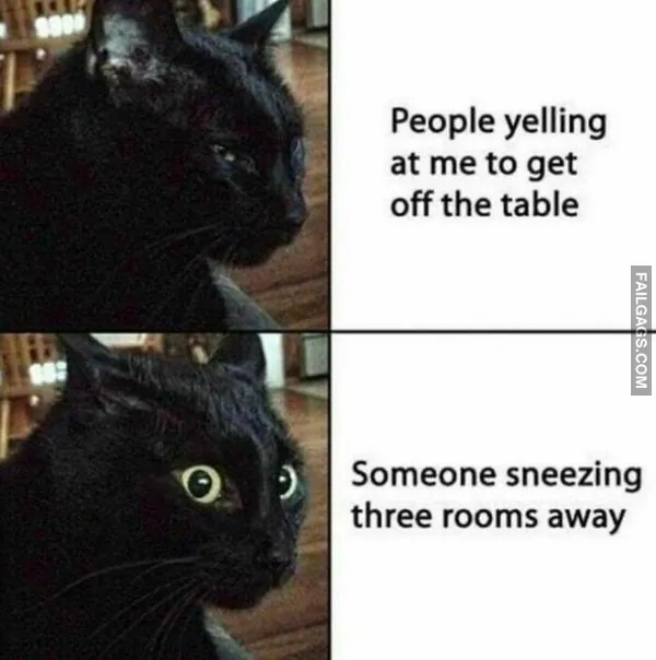 10 Funny Animal Memes You Can't Help but Laugh at (6)