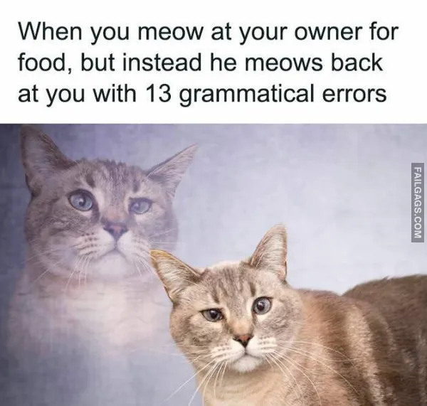 10 Funny Animal Memes You Can't Help but Laugh at (7)