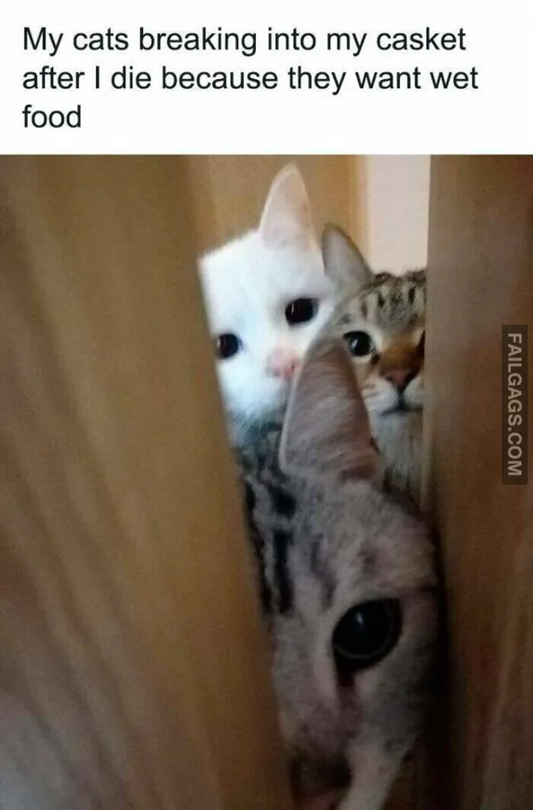 10 Funny Animal Memes You Can't Help but Laugh at (8)