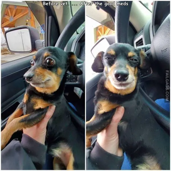 10 Funny Animal Memes You Can't Help but Laugh at (9)