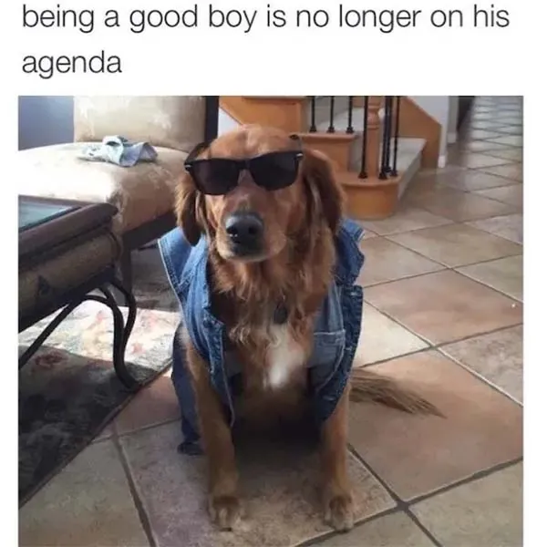 11 Dog Memes That Will Keep You Laughing for Hours (1)
