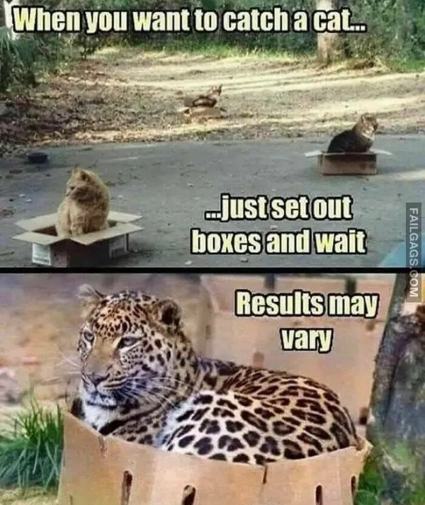 13 Funny Cat Memes to Make You Laugh (12)