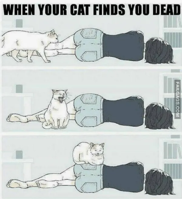 13 Funny Cat Memes to Make You Laugh (2)