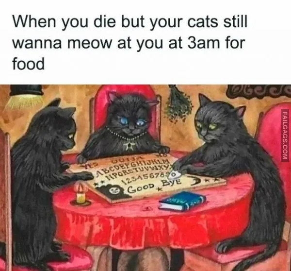 13 Funny Cat Memes to Make You Laugh (3)