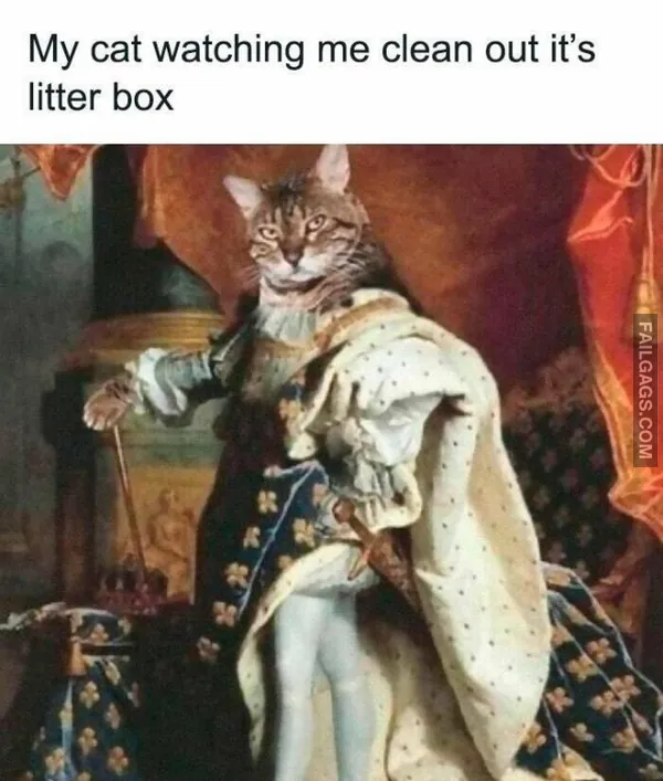 13 Funny Cat Memes to Make You Laugh (7)