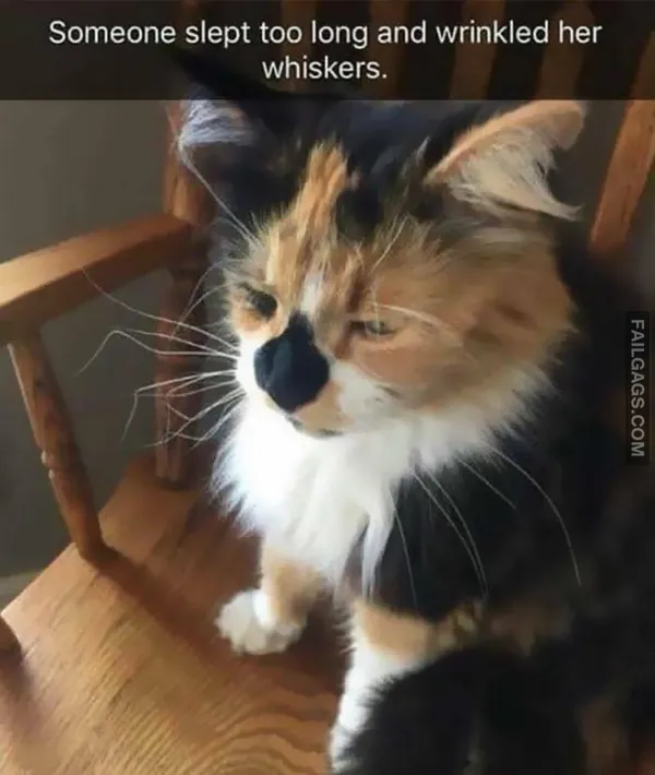 10 Animal Memes to Put a Smile on Your Face (7)