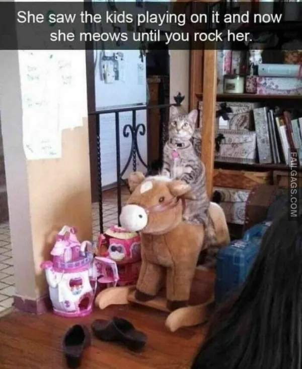 11 Hilarious Cat Memes You Will Laugh at Every Time (10)