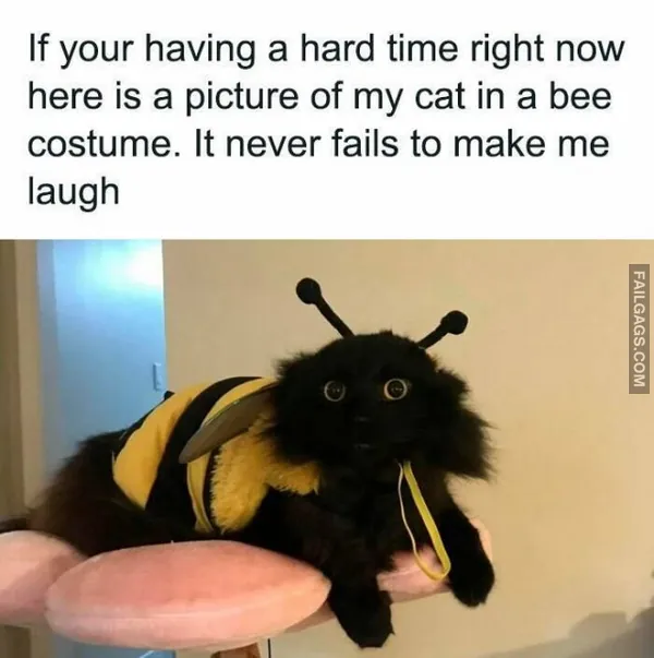 11 Hilarious Cat Memes You Will Laugh at Every Time (11)