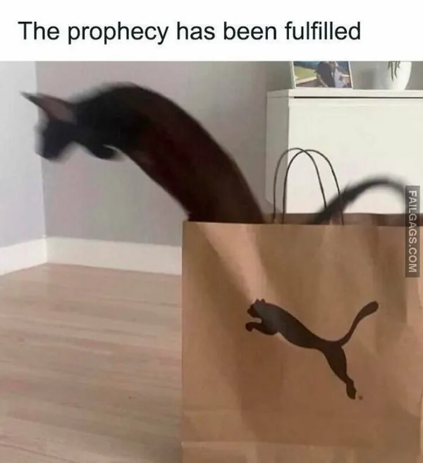 11 Hilarious Cat Memes You Will Laugh at Every Time (4)